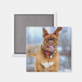 マスティフ・プラス マグネット (正面/裏面)