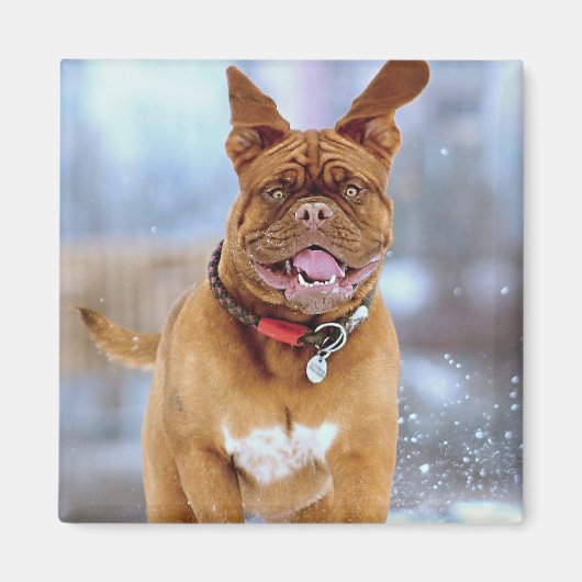 マスティフ・プラス マグネット (正面)