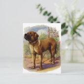 マスティフ ポストカード (スタンド正面)