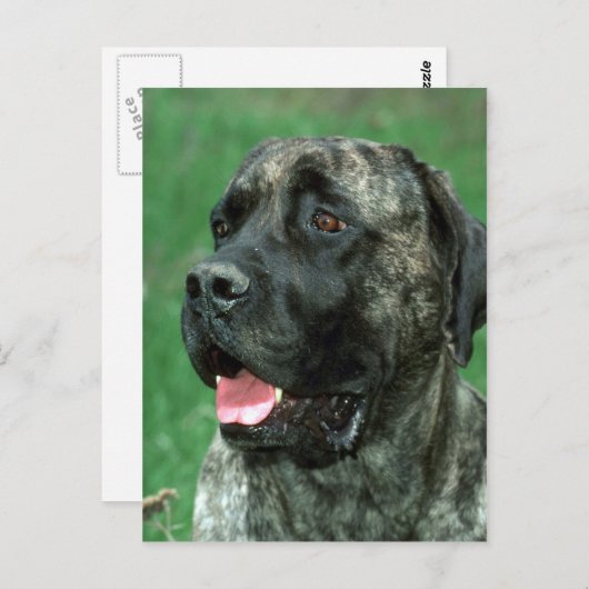 マスティフ、ヤラヴィルの王冠の宝石 ポストカード (正面/裏面)