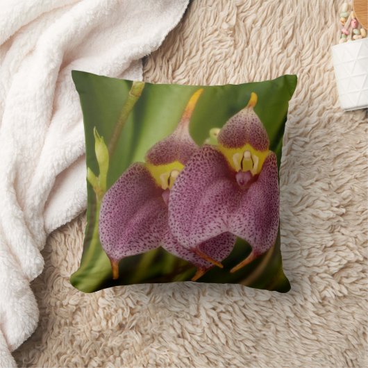 マスデバリア クッション (ブランケット)