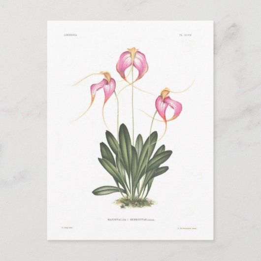 マスデヴァリア・ヘンリエッタ ポストカード (正面)