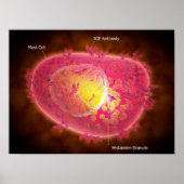 マスト細胞の顕微鏡的見解 ポスター (正面)