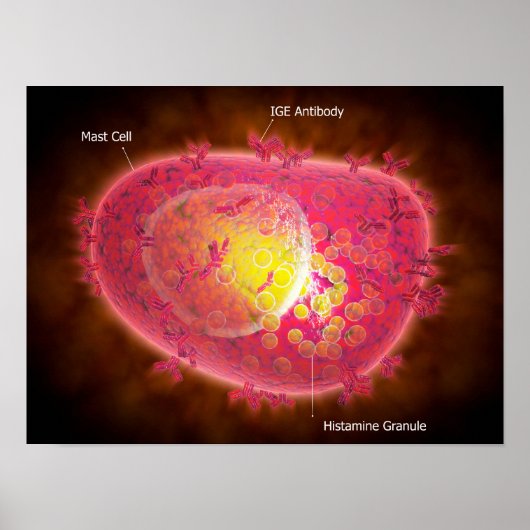 マスト細胞の顕微鏡的見解 ポスター (正面)