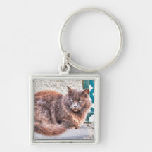 マスパロマスキャット