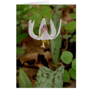 マスユリ
