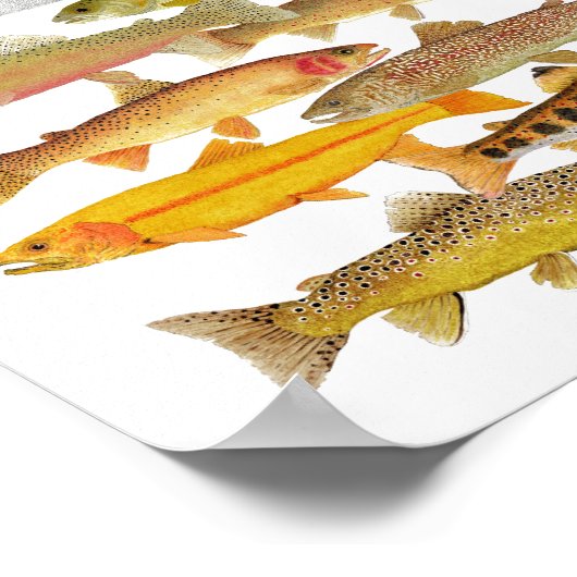 マス&サケ種 ポスター (角)