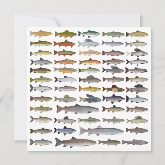 マス、チャー、グレーリング、フーチョ、ホワイトフィッシュグループ ノートカード (正面)