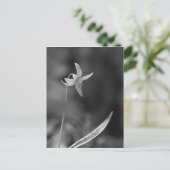 マス・リリー ポストカード (スタンド正面)