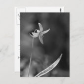 マス・リリー ポストカード (正面/裏面)