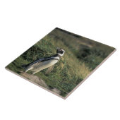 マゼランのペンギン タイル (側面)