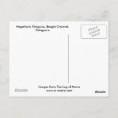 マゼランのペンギン、ビーグルチャンネル、パタゴニア ポストカード (裏面)