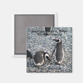 マゼランのペンギン、ビーグルチャンネル、パタゴニア マグネット (正面/裏面)