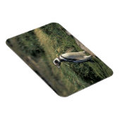 マゼランのペンギン マグネット (右側)