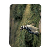 マゼランのペンギン マグネット (縦)