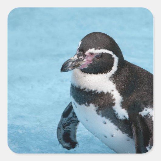 マゼランペンギンのステッカー スクエアシール (正面)