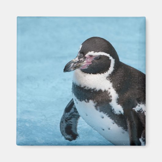 マゼランペンギンマグネット マグネット (正面)
