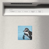 マゼランペンギン磁石 マグネット (インサイチュ (食洗機))