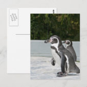 マゼランペンギン葉書 ポストカード (正面/裏面)