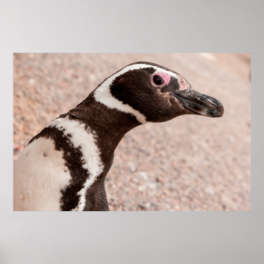 マゼランペンギン、パタゴニア、アルゼンチン ポスター (正面)