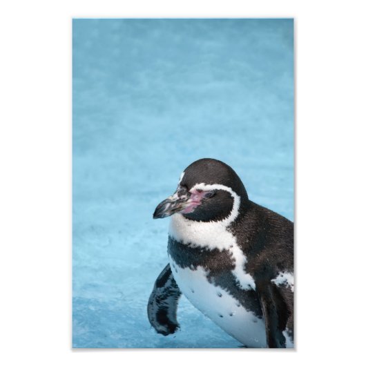 マゼランペンギン 写真プリント フォトプリント            (正面)
