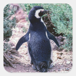マゼランペンギン（Magellanic Penguin） - アルゼンチンのバルデス半島 スクエアシール