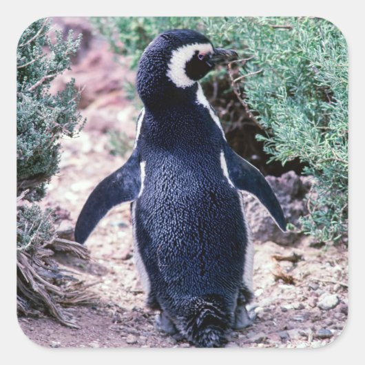 マゼランペンギン(Magellanic Penguin) - アルゼンチンのバルデス半島 スクエアシール (正面)