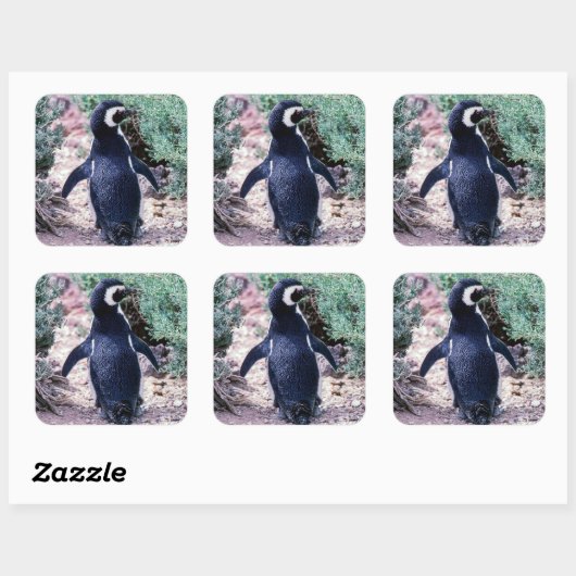 マゼランペンギン(Magellanic Penguin) - アルゼンチンのバルデス半島 スクエアシール (シート)