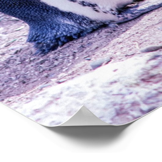 マゼランペンギン(Magellanic Penguin) - アルゼンチンのバルデス半島 ポスター (角)