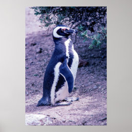 マゼランペンギン(Magellanic Penguin) - アルゼンチンのバルデス半島 ポスター