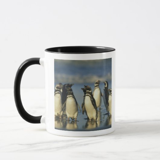マゼランペンギン, Spheniscus マグカップ (左)