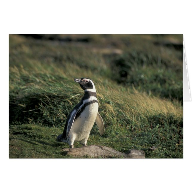 マゼランペンギン (Spheniscus magellanicus), (正面横)