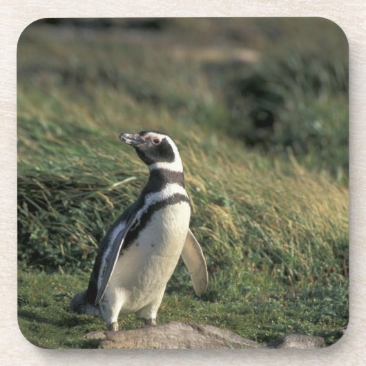 マゼランペンギン (Spheniscus magellanicus), コースター (正面)