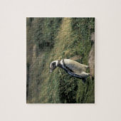 マゼランペンギン (Spheniscus magellanicus), ジグソーパズル (縦)