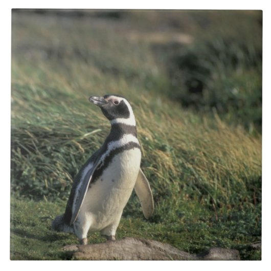 マゼランペンギン (Spheniscus magellanicus), タイル (正面)