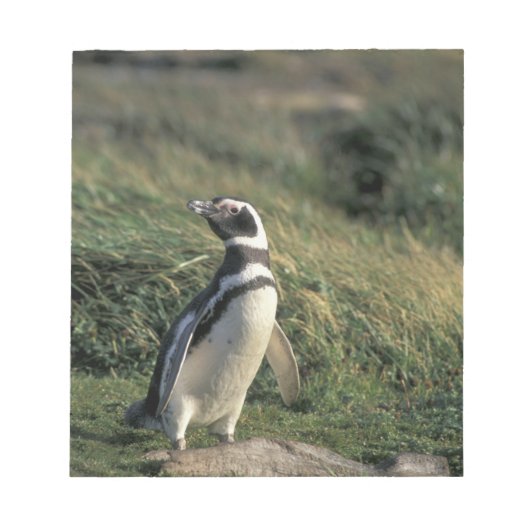 マゼランペンギン (Spheniscus magellanicus) ノートパッド (正面)