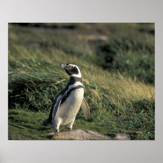 マゼランペンギン (Spheniscus magellanicus), ポスター (正面)