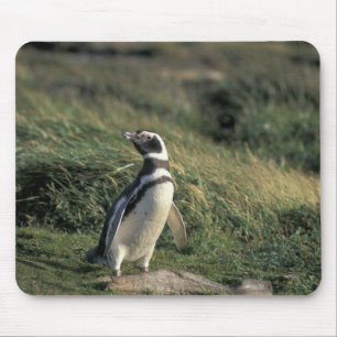 マゼランペンギン (Spheniscus magellanicus), マウスパッド