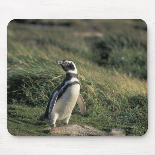 マゼランペンギン (Spheniscus magellanicus), マウスパッド (正面)