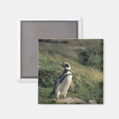 マゼランペンギン (Spheniscus magellanicus) マグネット (正面/裏面)