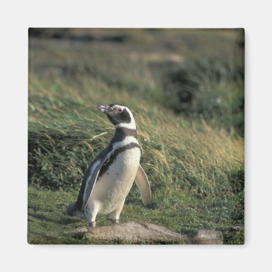 マゼランペンギン (Spheniscus magellanicus) マグネット (正面)