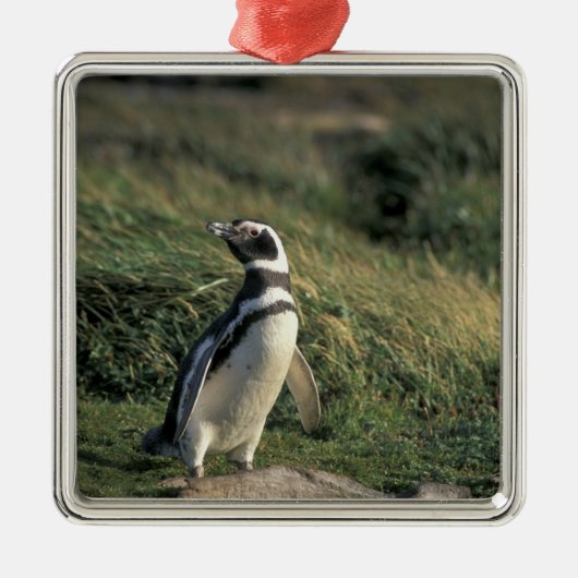 マゼランペンギン (Spheniscus magellanicus), メタルオーナメント (正面)