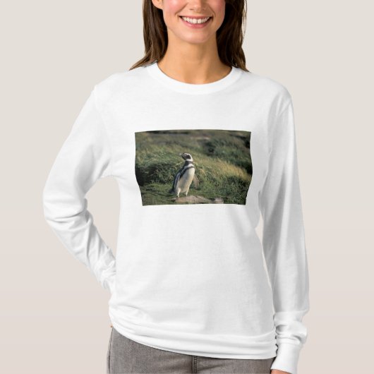 マゼランペンギン (Spheniscus magellanicus), Tシャツ (正面)