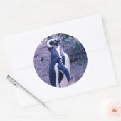 マゼラン半島のペンギン – アルゼンチン ラウンドシール (封筒)