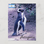 マゼラン半島ペンギン半島バルデス – パタゴニア ポストカード (正面)