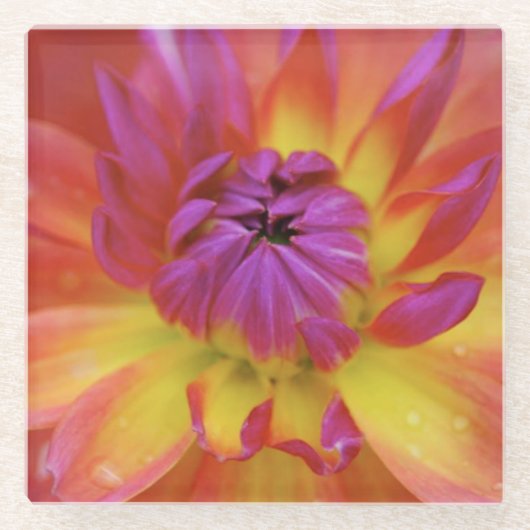 マゼンタおよび黄色の花 ガラスコースター (正面)