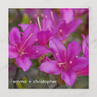 マゼンタつつじDSC1724 セーブザデート