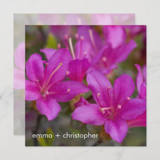 マゼンタつつじDSC1724 セーブザデート (正面/裏面)