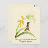 マゼンタハミングバードアートポストカード ポストカード (正面/裏面)