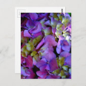 マゼンタパープルブルーイエローアジサイ花 ポストカード (正面/裏面)